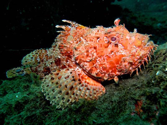 ecosistema marino del cabo de-gata