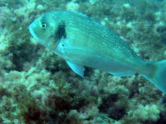 buceo en Cabo de Gata