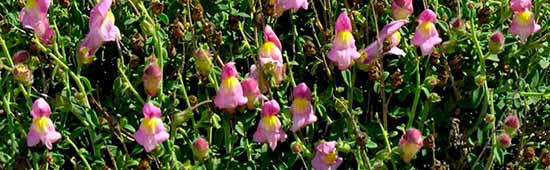 LA FLORA DE CABO DE GATA