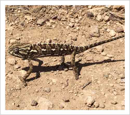 Nature in Cabo de Gata. Due to its natural characteristics, Cabo de Gata is the protected reserve of greatest interest in the Mediterranean sea.