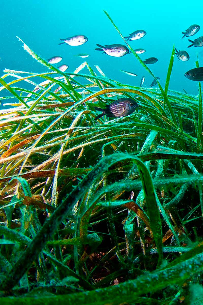 Posidonia Oceanica flora en Cabo de Gata. Ecosistema Marino