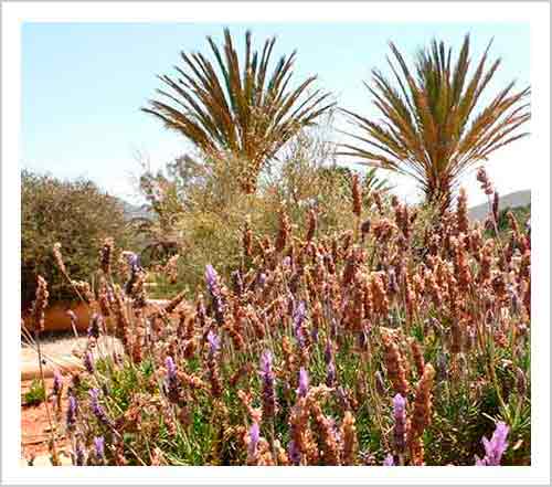 Wir können auch verschiedene interessante Besichtigungen genießen, wie die Salinas de Cabo de Gata, den Botanischen Garten Albardinal, das Haus der Vulkane...